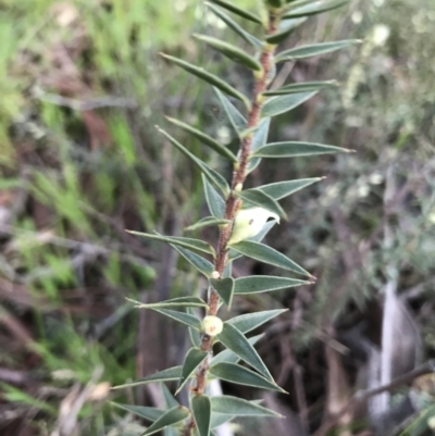 Melichrus urceolatus (Urn Heath) at Red Hill Nature Reserve - 1 Oct 2021 by Tapirlord