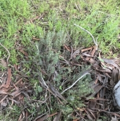 Melichrus urceolatus at Symonston, ACT - 1 Oct 2021 05:42 PM