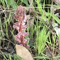 Orobanche minor (Broomrape) at Symonston, ACT - 1 Oct 2021 by Tapirlord