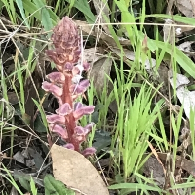 Orobanche minor (Broomrape) at Symonston, ACT - 1 Oct 2021 by Tapirlord