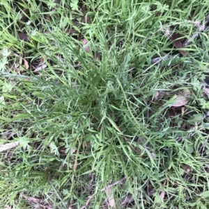 Eryngium ovinum at Red Hill Nature Reserve - 1 Oct 2021 05:23 PM