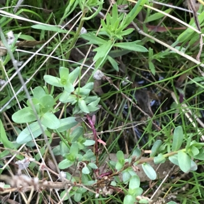 Lythrum hyssopifolia (Small Loosestrife) at Red Hill Nature Reserve - 1 Oct 2021 by Tapirlord