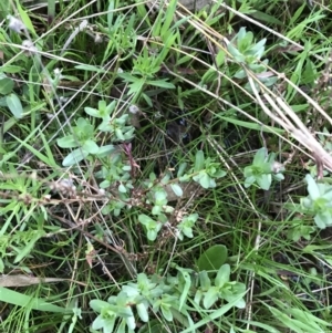 Lythrum hyssopifolia at Garran, ACT - 1 Oct 2021 05:21 PM