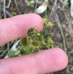 Drosera gunniana (Pale Sundew) at Red Hill Nature Reserve - 1 Oct 2021 by Tapirlord