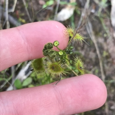 Drosera gunniana (Pale Sundew) at Red Hill Nature Reserve - 1 Oct 2021 by Tapirlord