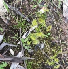 Drosera gunniana at Red Hill Nature Reserve - 1 Oct 2021