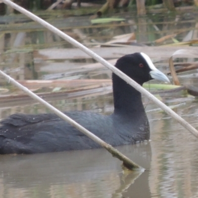 Fulica atra (Eurasian Coot) at Conder, ACT - 17 Sep 2021 by MichaelBedingfield