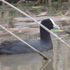 Fulica atra (Eurasian Coot) at Conder Ponds & stormwater drain - 17 Sep 2021 by michaelb