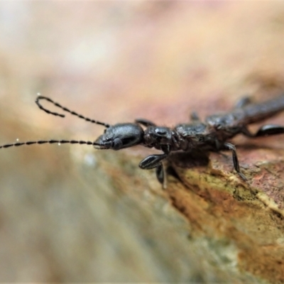 Embioptera sp. (order) (Unidentified webspinner) at Aranda Bushland - 4 Oct 2021 by CathB