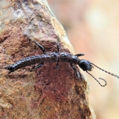 Embioptera sp. (order) at Holt, ACT - 4 Oct 2021