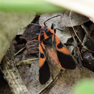 Spilostethus pacificus at Aranda, ACT - 3 Oct 2021