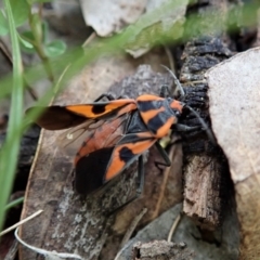 Spilostethus pacificus at Aranda, ACT - 3 Oct 2021