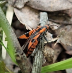 Spilostethus pacificus at Aranda, ACT - 3 Oct 2021