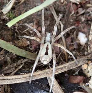 Argoctenus sp. (genus) at Cook, ACT - 1 Oct 2021