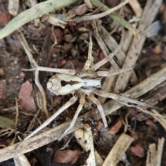 Argoctenus sp. (genus) at Cook, ACT - 1 Oct 2021