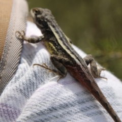 Diporiphora nobbi (Nobbi Dragon) at Tennent, ACT - 5 Oct 2021 by ChrisHolder