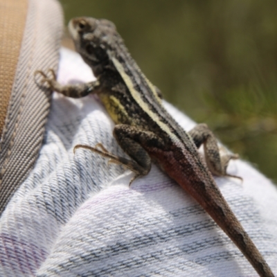 Diporiphora nobbi (Nobbi Dragon) at Tennent, ACT - 5 Oct 2021 by ChrisHolder
