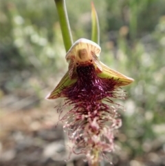 Calochilus platychilus (Purple Beard Orchid) at Aranda Bushland - 4 Oct 2021 by CathB