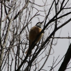 Pachycephala rufiventris (Rufous Whistler) at Tharwa, ACT - 5 Oct 2021 by ChrisHolder
