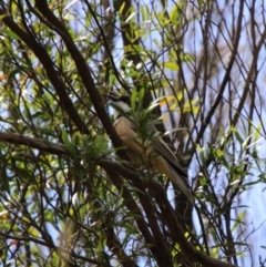 Pachycephala rufiventris at Tharwa, ACT - 5 Oct 2021