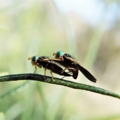 Hyalopeza schneiderae (A fruit fly) at Mount Painter - 4 Oct 2021 by CathB