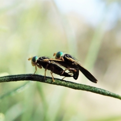 Hyalopeza schneiderae (A fruit fly) at Mount Painter - 4 Oct 2021 by CathB