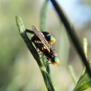 Hyalopeza schneiderae at Cook, ACT - 4 Oct 2021 02:17 PM