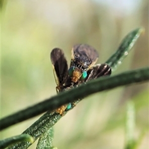 Hyalopeza schneiderae at Cook, ACT - 4 Oct 2021 02:17 PM