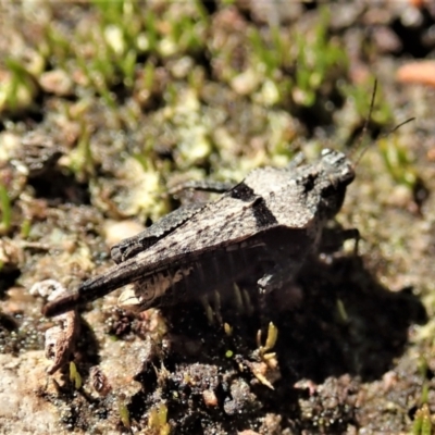 Paratettix australis (A pygmy grasshopper) at Cook, ACT - 26 Sep 2021 by CathB