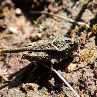 Paratettix argillaceus (A pygmy grasshopper) at Cook, ACT - 26 Sep 2021 by CathB