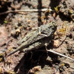 Paratettix argillaceus at Cook, ACT - 26 Sep 2021