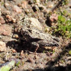 Tetrigidae (family) at Cook, ACT - 26 Sep 2021