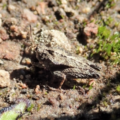 Tetrigidae (family) (Pygmy grasshopper) at Cook, ACT - 26 Sep 2021 by CathB