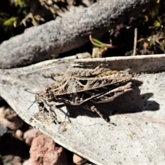 Tetrigidae (family) at Cook, ACT - 26 Sep 2021 02:14 PM