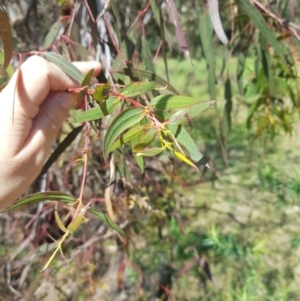 Eucalyptus viminalis at Cotter River, ACT - 4 Oct 2021 02:35 PM