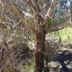 Eucalyptus viminalis at Cotter River, ACT - 4 Oct 2021 02:35 PM