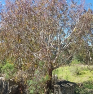 Eucalyptus viminalis at Cotter River, ACT - 4 Oct 2021 02:35 PM