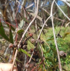 Eucalyptus viminalis at Cotter River, ACT - 4 Oct 2021 02:35 PM