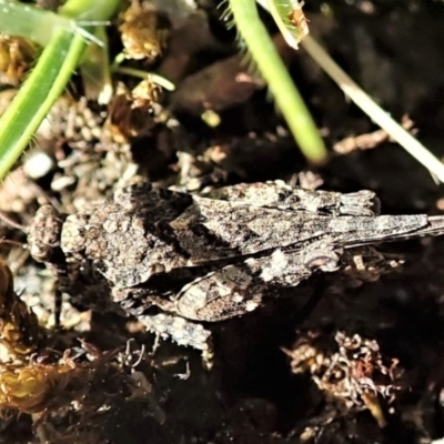 Paratettix argillaceus (A pygmy grasshopper) at Aranda Bushland - 27 Sep 2021 by CathB