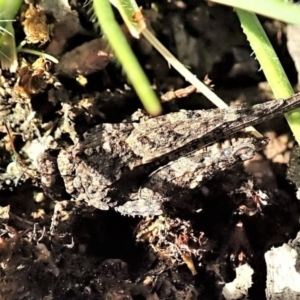 Paratettix argillaceus at Molonglo Valley, ACT - 27 Sep 2021