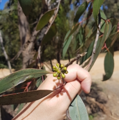 Eucalyptus dives (Broad-leaved Peppermint) at Lower Cotter Catchment - 4 Oct 2021 by danswell