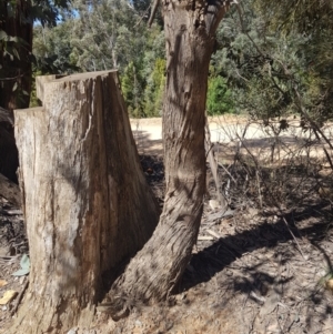 Eucalyptus dives at Cotter River, ACT - 4 Oct 2021