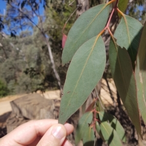 Eucalyptus dives at Cotter River, ACT - 4 Oct 2021