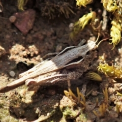 Paratettix australis (A pygmy grasshopper) at Holt, ACT - 27 Sep 2021 by CathB