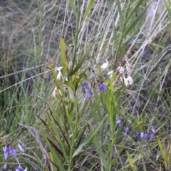 Stypandra glauca (Nodding Blue Lily) at Gilmore, ACT - 5 Oct 2021 by jamesjonklaas