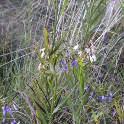 Stypandra glauca (Nodding Blue Lily) at Gilmore, ACT - 5 Oct 2021 by jamesjonklaas