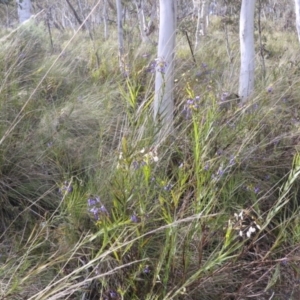 Stypandra glauca at Gilmore, ACT - 5 Oct 2021