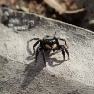 Salticidae sp. 'Golden palps' at Holt, ACT - 27 Sep 2021 03:23 PM