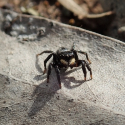 Salticidae sp. 'Golden palps' (Unidentified jumping spider) at Holt, ACT - 27 Sep 2021 by CathB