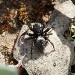 Salticidae sp. 'Golden palps' at Holt, ACT - 27 Sep 2021